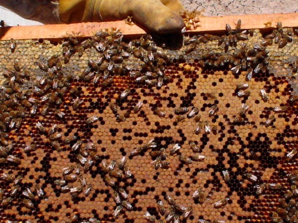 Produce Durango 138 toneladas de miel