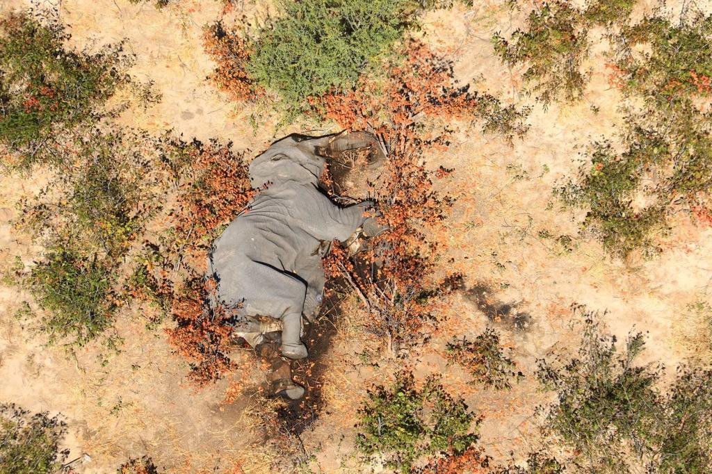 Bacteria causó muerte de cientos de elefantes en Botsuana