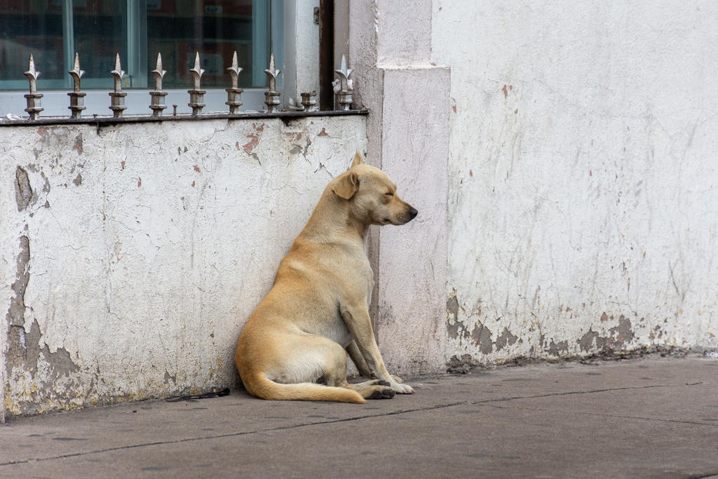 Investigan restos de perros torturados en Guanajuato