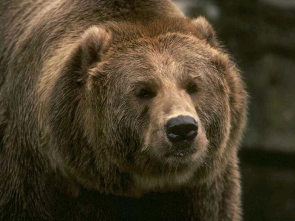 Oso grizzly mata a un cazador en parque nacional de Alaska