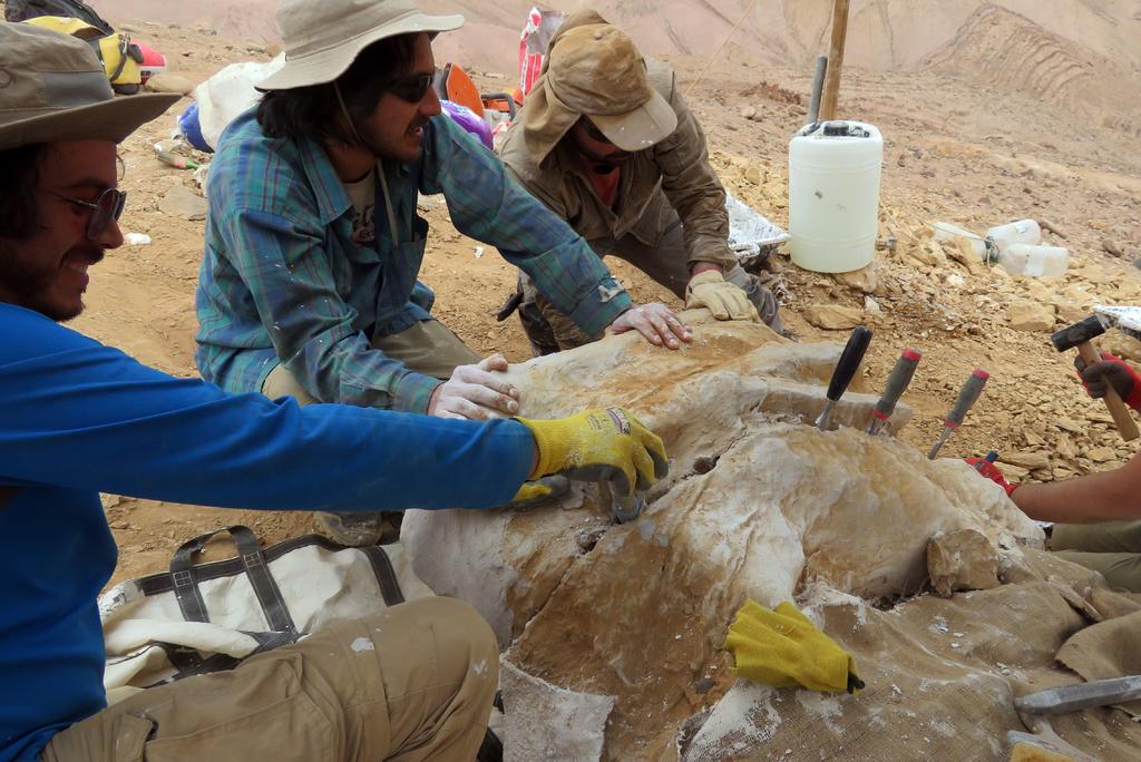 Hallan fósiles de un gran depredador marino del Jurásico en Chile