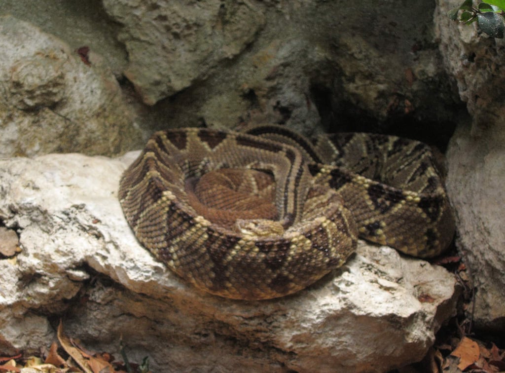 En Durango, 17 atendidos por mordedura de serpiente