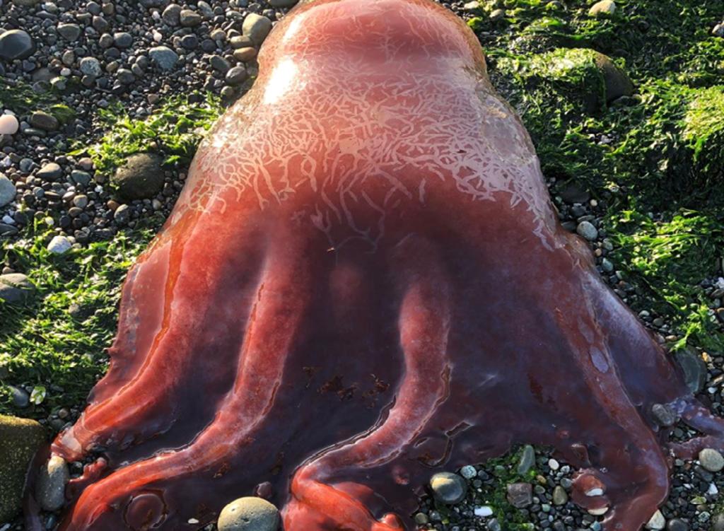 Extraño animal aparece en la costa de Washington
