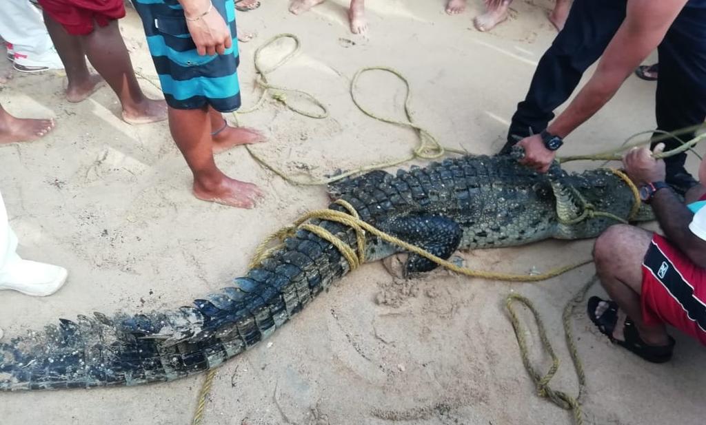Capturan a cocodrilo que deambulaba en playas de Acapulco