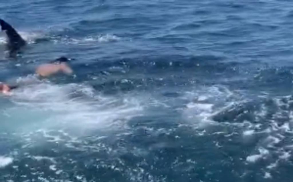 Hombre nada junto a un tiburón blanco tras confundirlo con una especie inofensiva