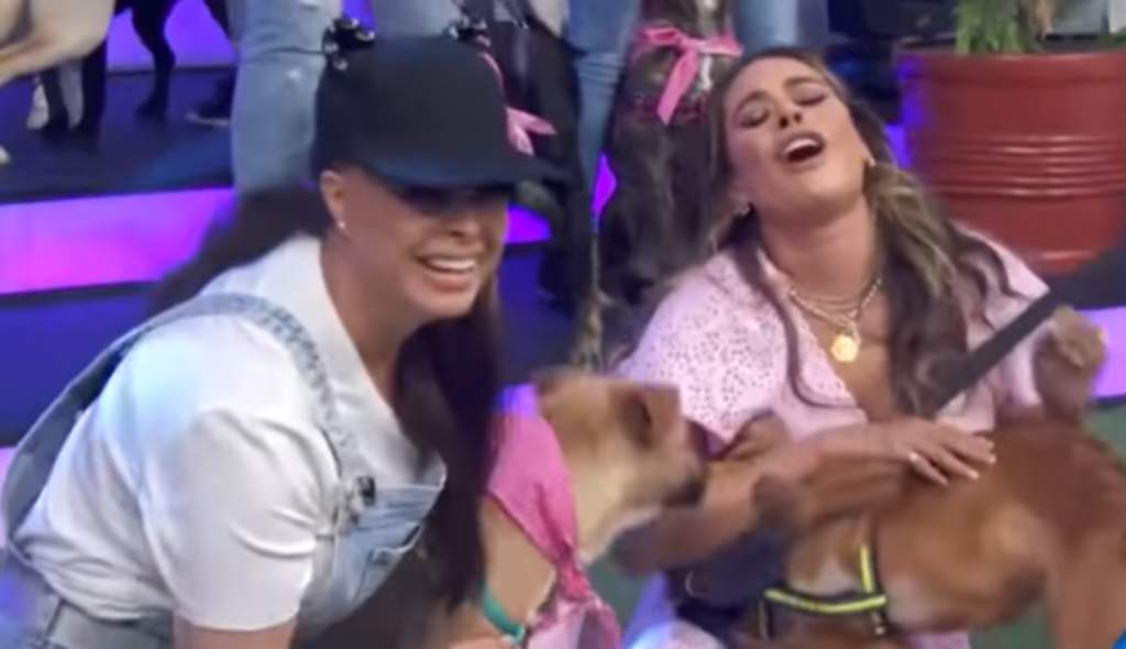 Yadhira Carrillo vuelve a la TV para pedir que adopten a sus perros