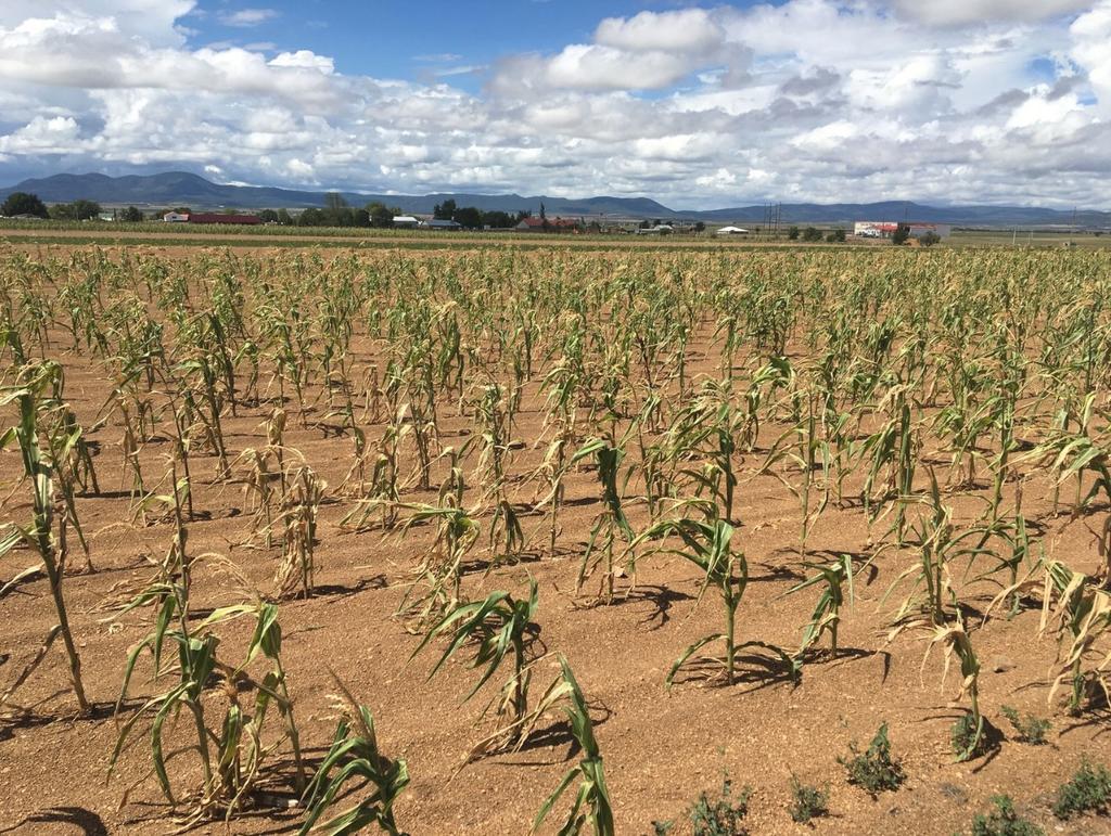Descartan poder apelar 'sequía extrema' en México
