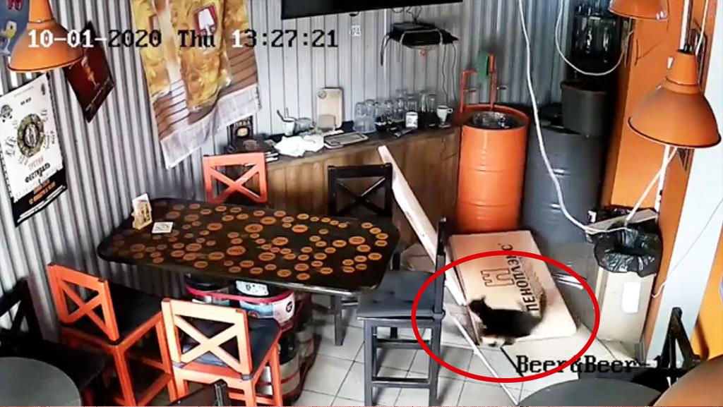 Gato callejero cae del techo a una cervecería