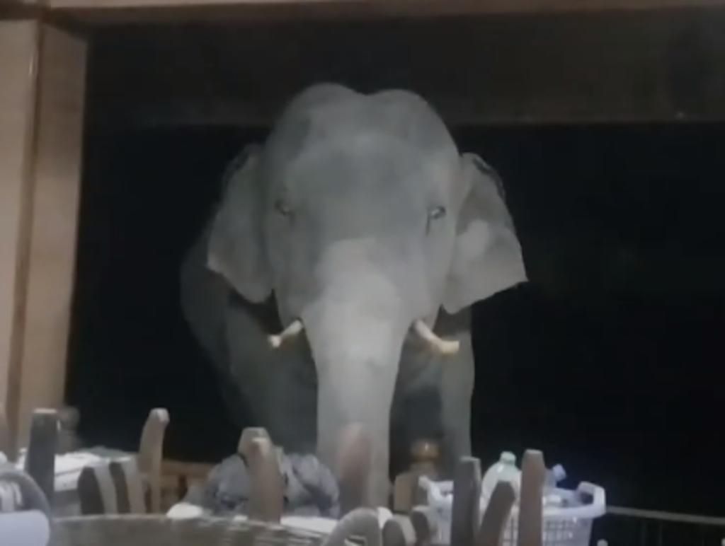Elefante sorprende a una familia de noche e intenta 'robarlos'