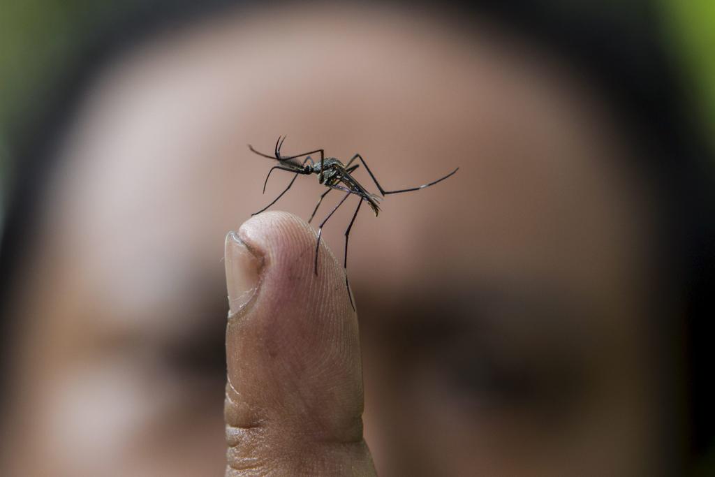 Van 14 casos confirmados de dengue en La Laguna de Durango