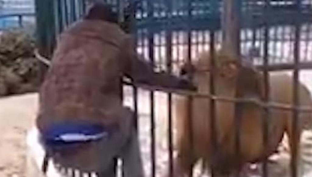 León muerde mano de cuidador en zoológico; intentaba 'impresionar' a visitantes