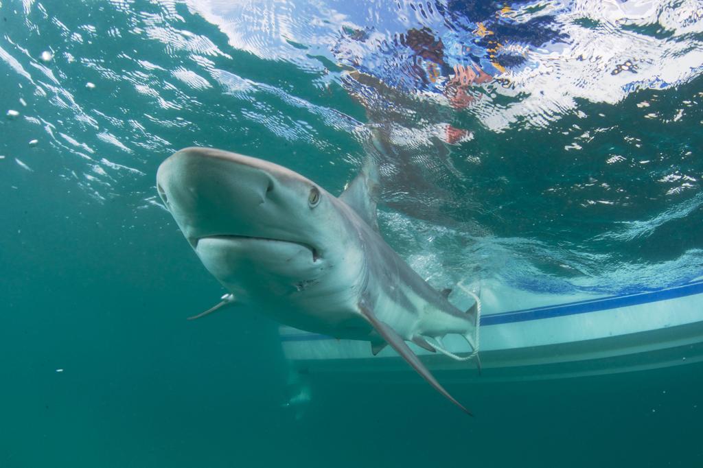 Tiburones, en peligro por vacunas contra el COVID-19: ONG