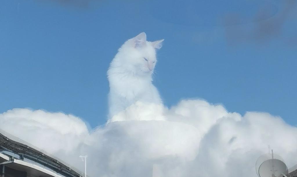 VIRAL: Fotografía de gato 'sobre las nubes' se convierte en material de memes