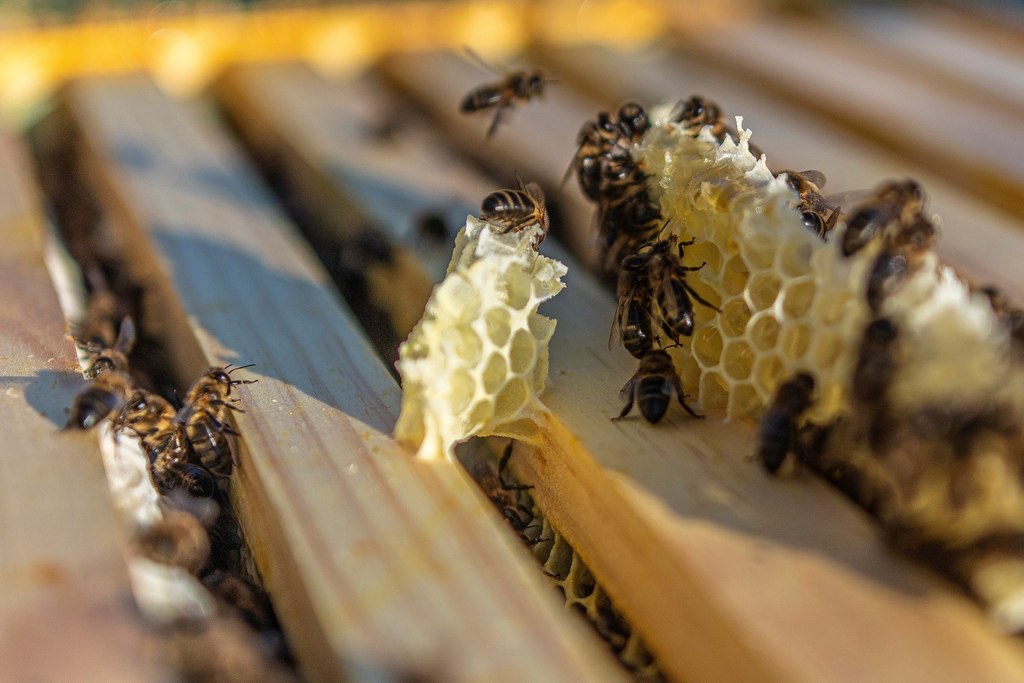 Muere una persona en ataque de abejas en Nuevo León