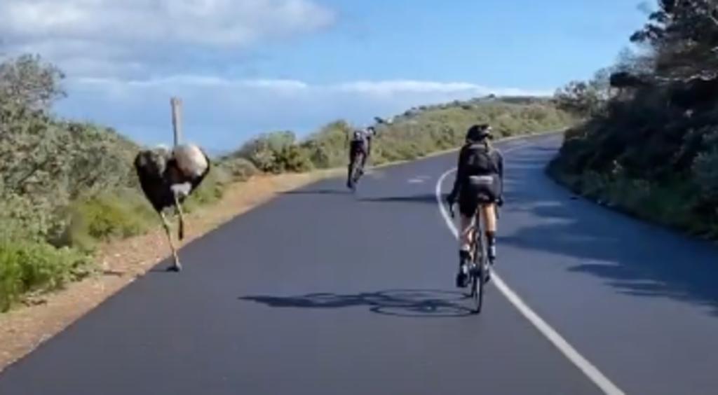 Avestruz 'participa' en una carrera al correr junto a un grupo de ciclistas
