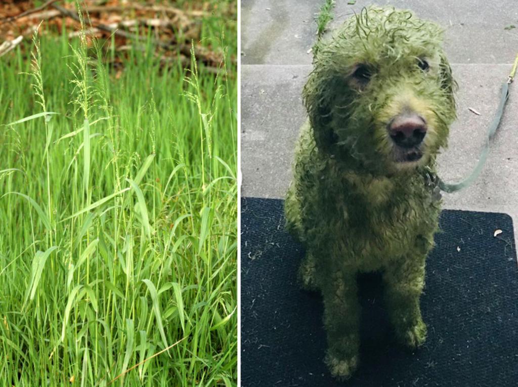 Perro ‘cambia de color’ después de darse un paseo por el jardín
