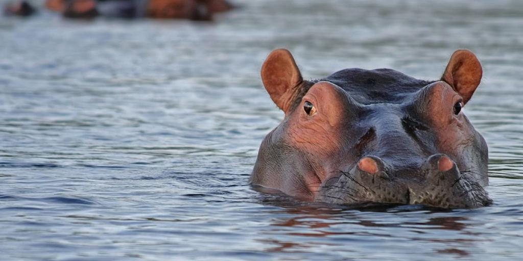 Niño pierde la vida tras ser arrastrado a un lago por un hipopótamo