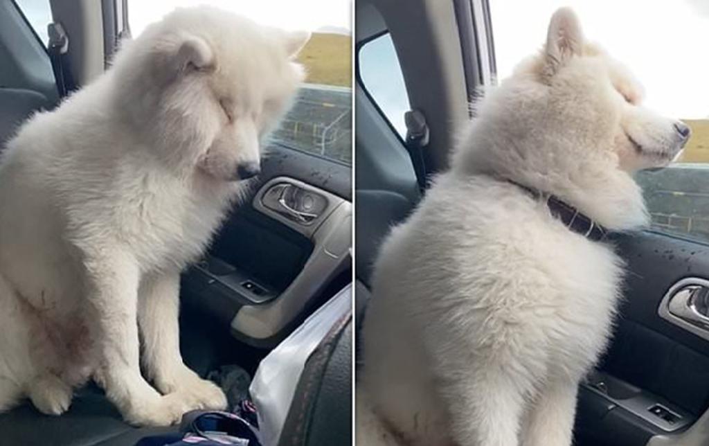 Perro se queda dormido sentado en el auto de su dueña