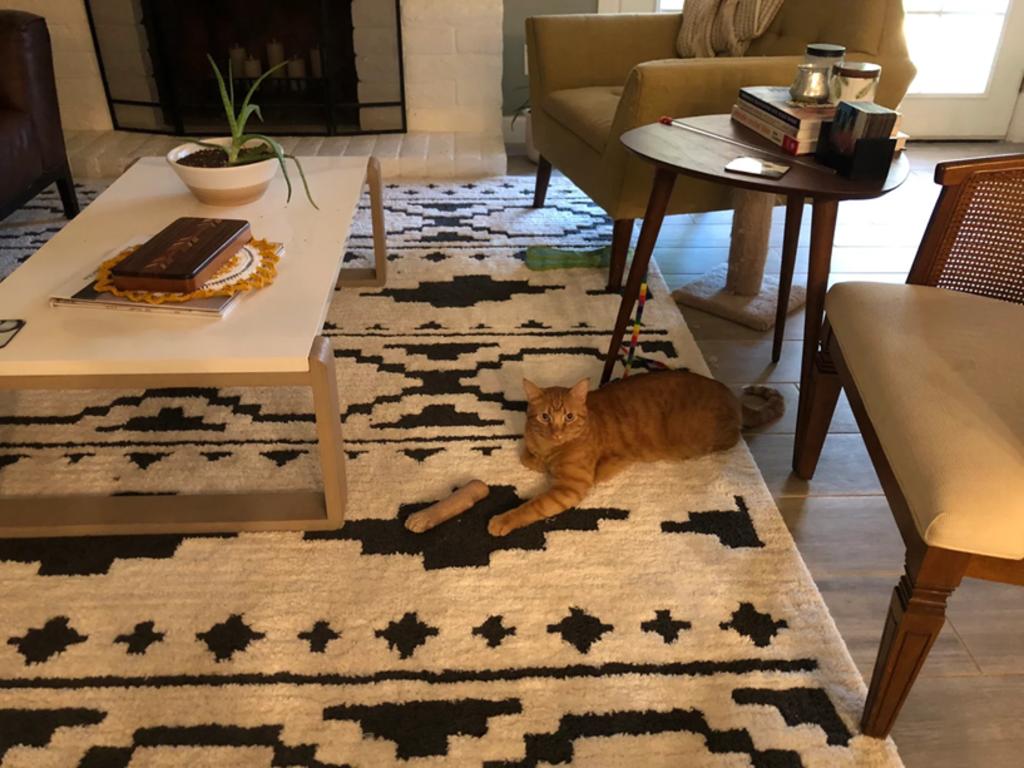 Ilusión óptica hace que parezca que gato tiene una pata cortada
