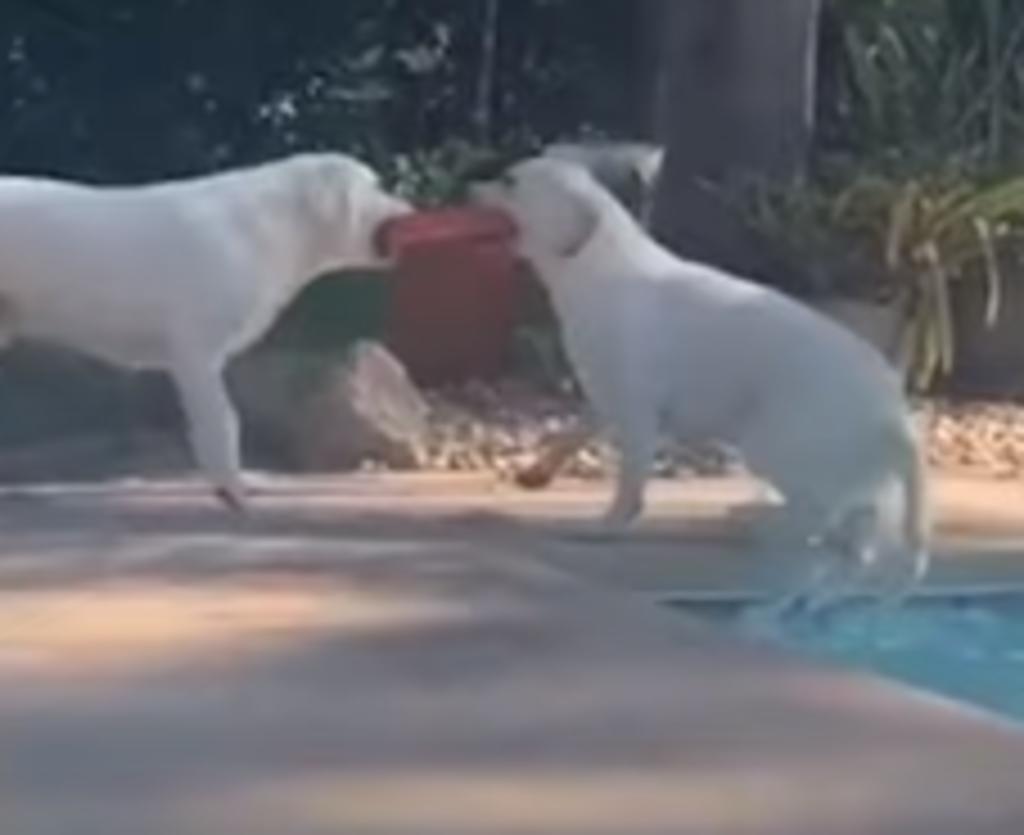 Perro rescata a su hermana de una alberca utilizando uno de sus juguetes