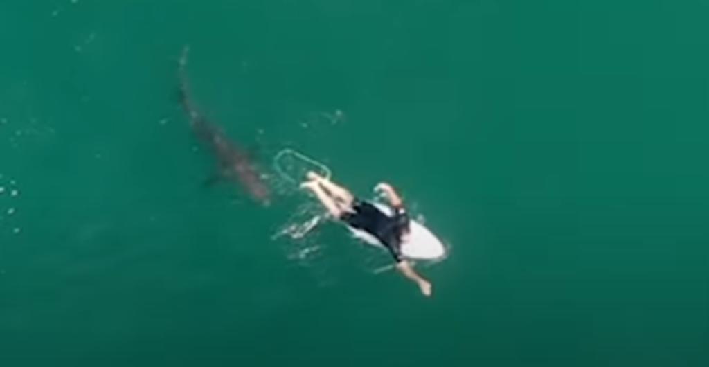 Surfista es acechado por un tiburón blanco sin que él se diera cuenta