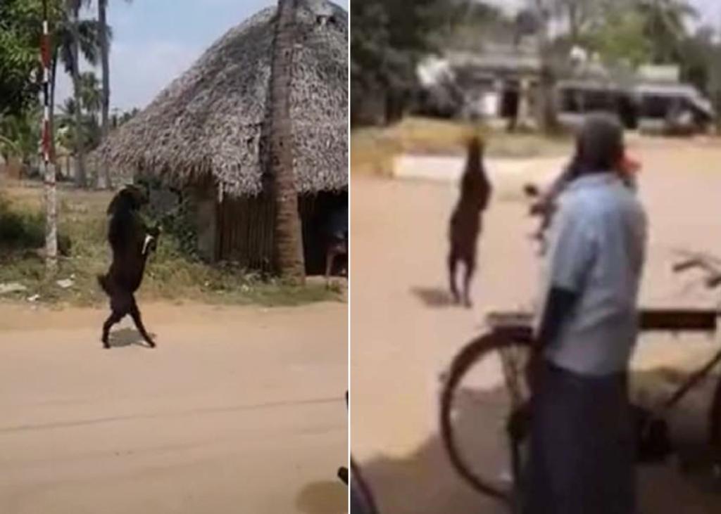 Cabra entra caminando en dos patas a una aldea y desconcierta a los habitantes