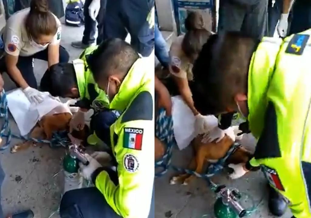 Perro es víctima de picaduras de abejas y sufre paro respiratorio en Guanajuato