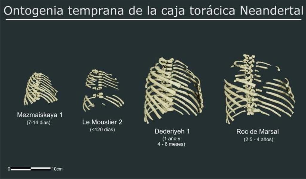 Escudriñan con teconología 3D el tórax de los neandertales