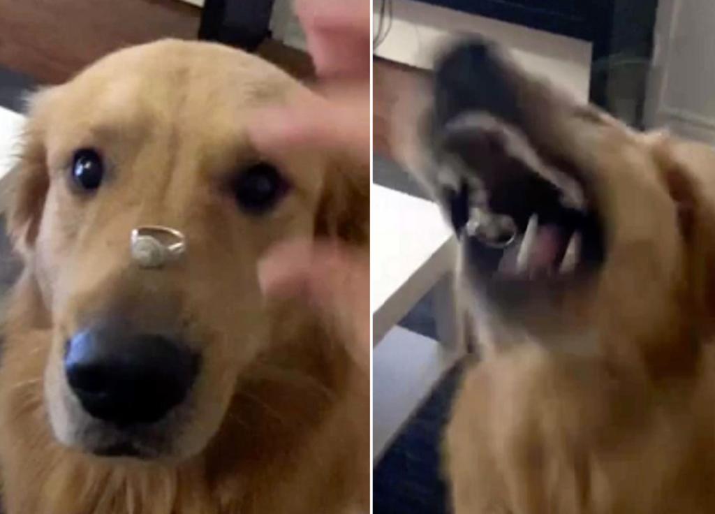 Recluta a su perro para anunciar su compromiso y se queda sin anillo