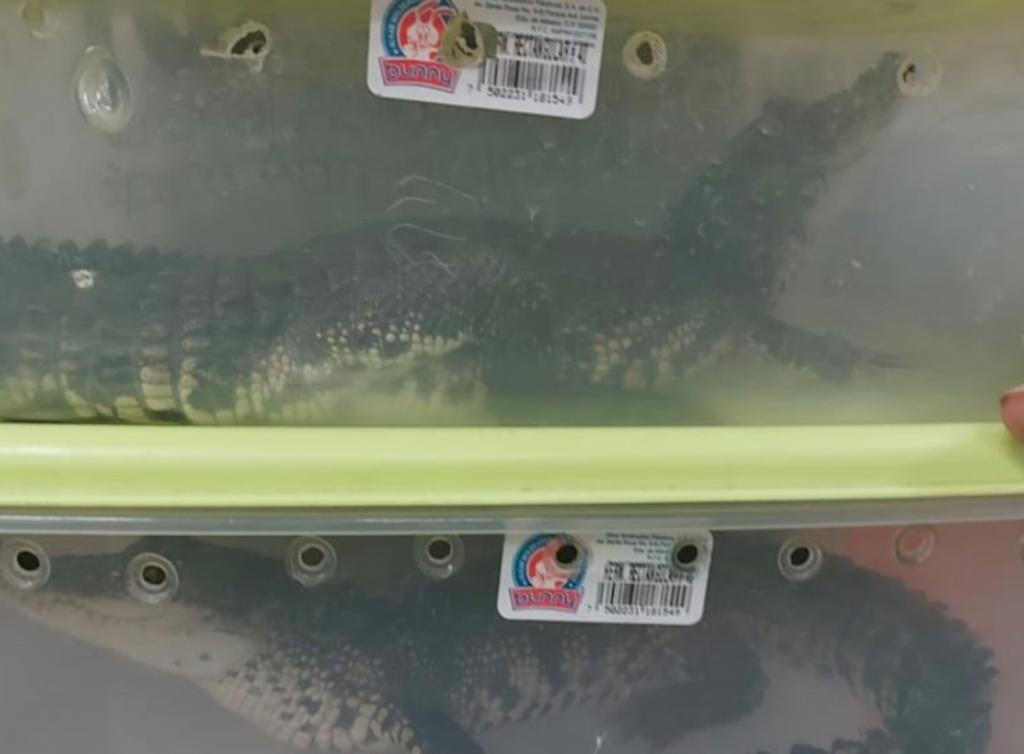 Jóvenes son detenidos por transportar cocodrilos en cajas