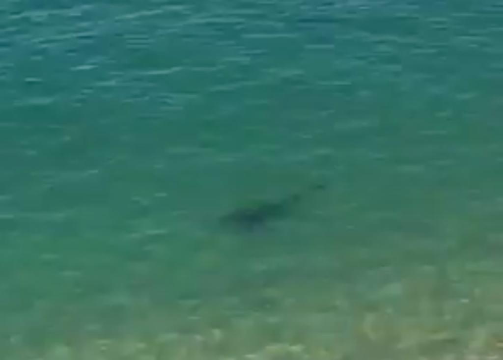 Captan a tiburón 'disfrutando' de las playas de Acapulco