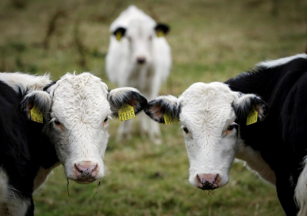 Prefieren vacas la comunicación cara a cara