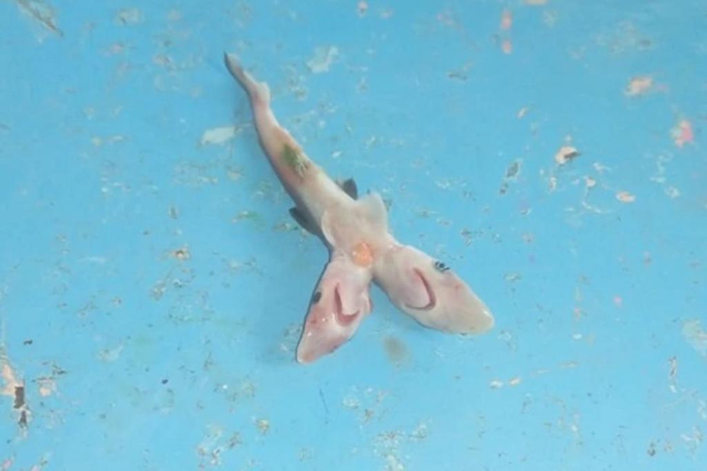 Pescador encuentra un raro tiburón bebé de dos cabezas