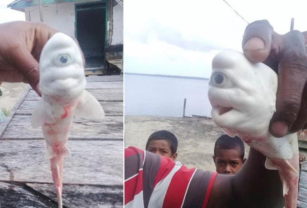 Tiburón albino de un ojo sorprende a pescadores