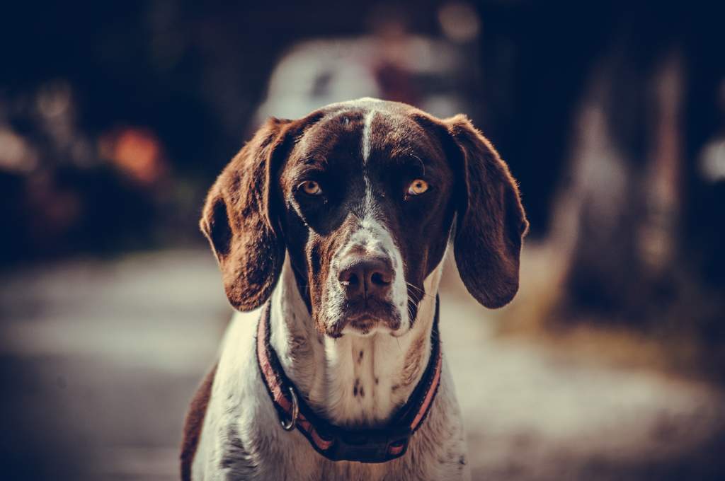 ¿Cómo reconocer el Alzheimer en perros?