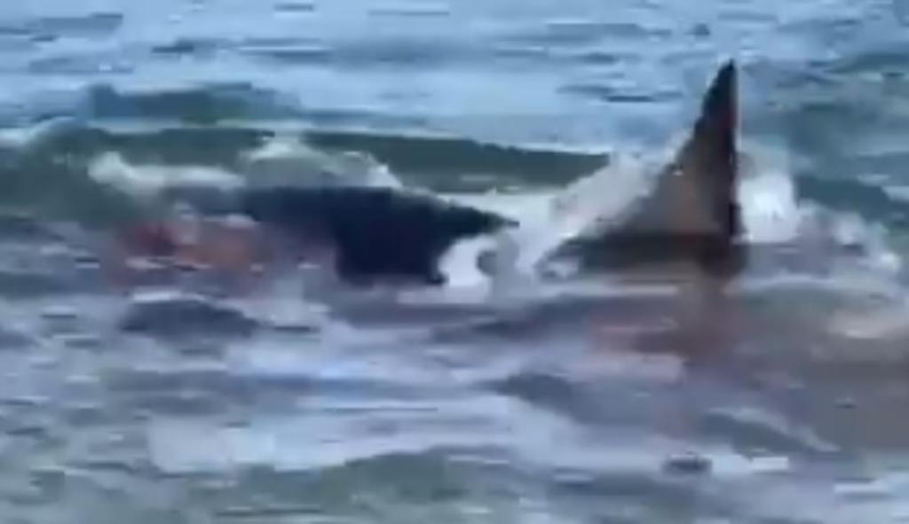 VIDEO: El mar se tiñe de rojo tras el ataque de un tiburón a una foca