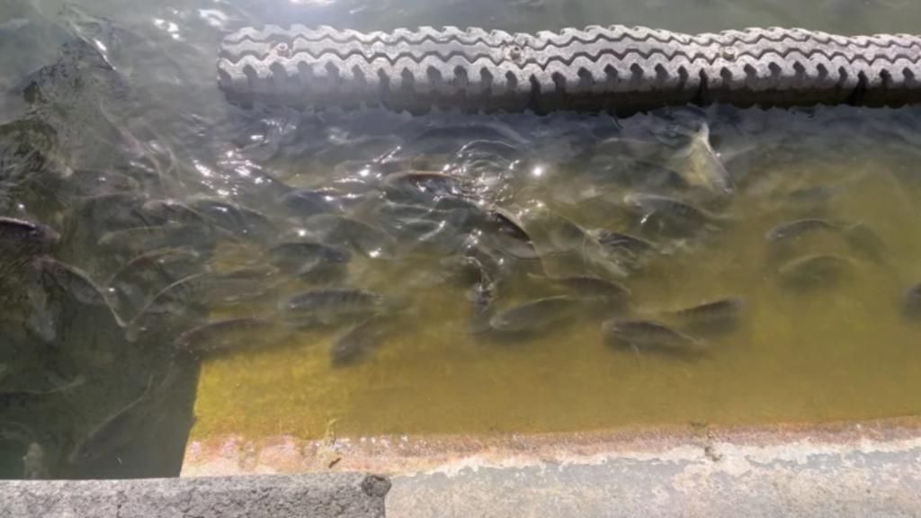 Por fuga en planta de tratamiento, mueren peces en Chapultepec