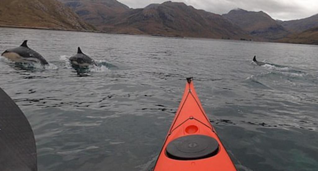Kayakistas son sorprendidos y rodeados por delfines saltantes