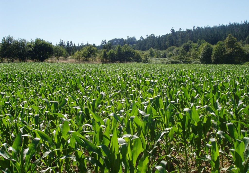 Bioeconomía, clave en la agricultura: IICA
