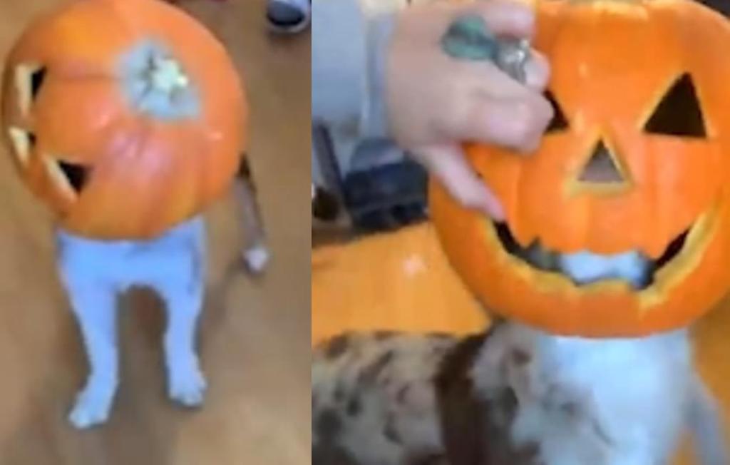 VIRAL: Perro queda atascado dentro de una calabaza de Halloween