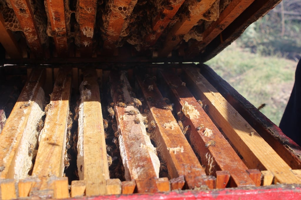 Llega Durango a 151 toneladas de miel