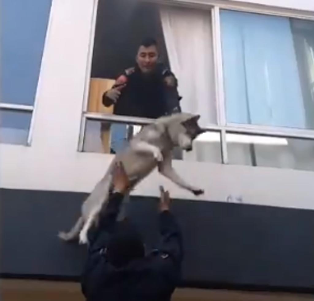 Policías rescatan a un perro Husky de un incendio al aventarlo por la ventana
