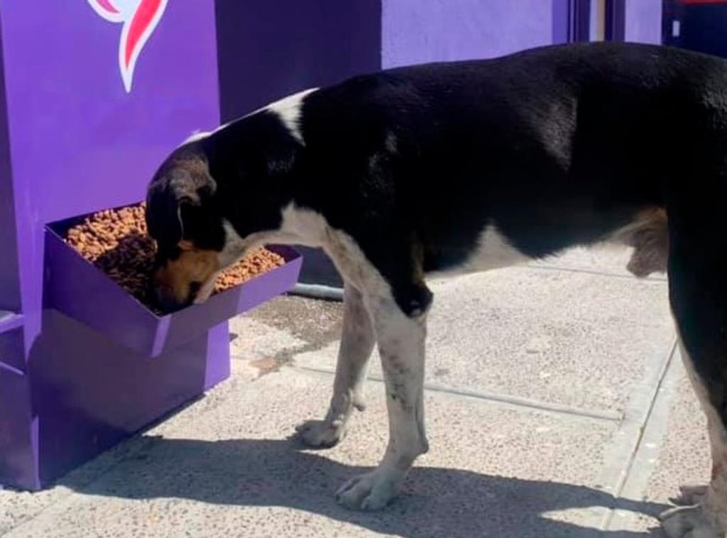Gasolinera de Torreón se vuelve viral por ayudar a perritos de la calle