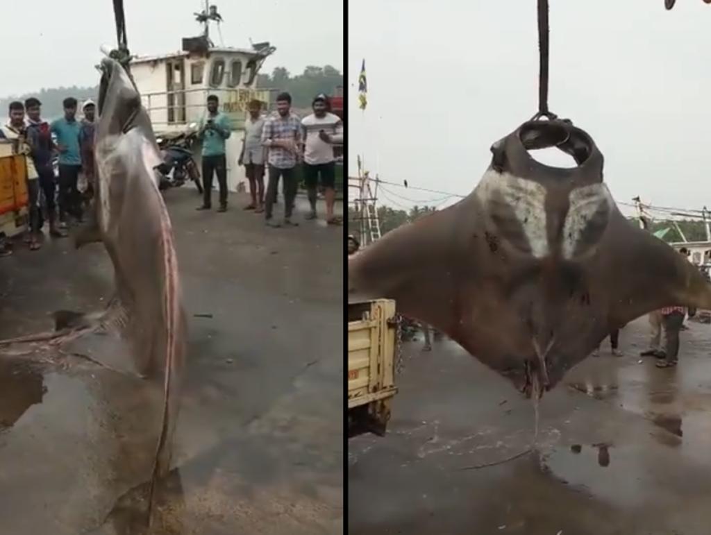 Pescan una mantarraya gigante en la India