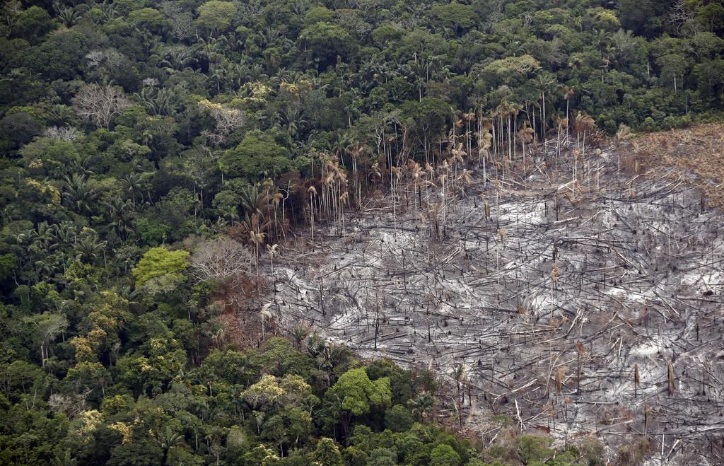 Detectan expertos 'erosión en la biodiversidad' de la selva amazónica