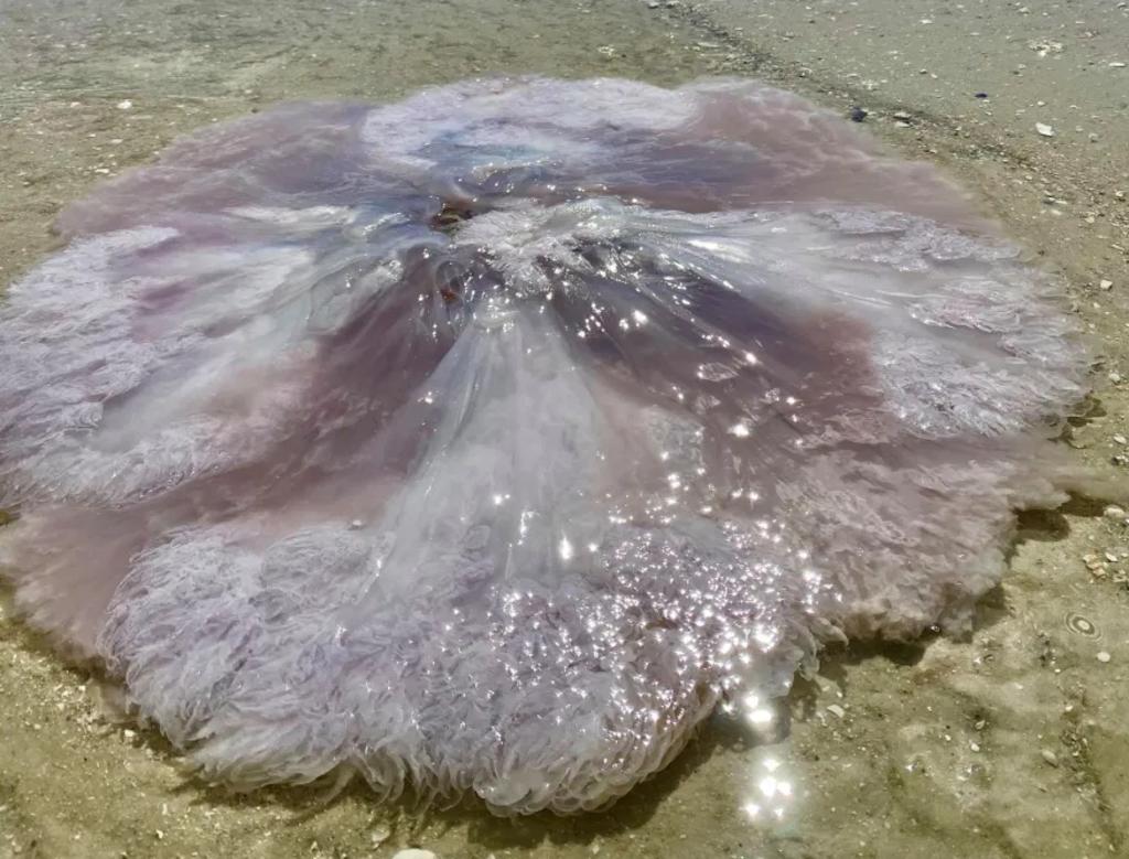 Encuentran rara medusa de más de un metro de largo en playa de Florida