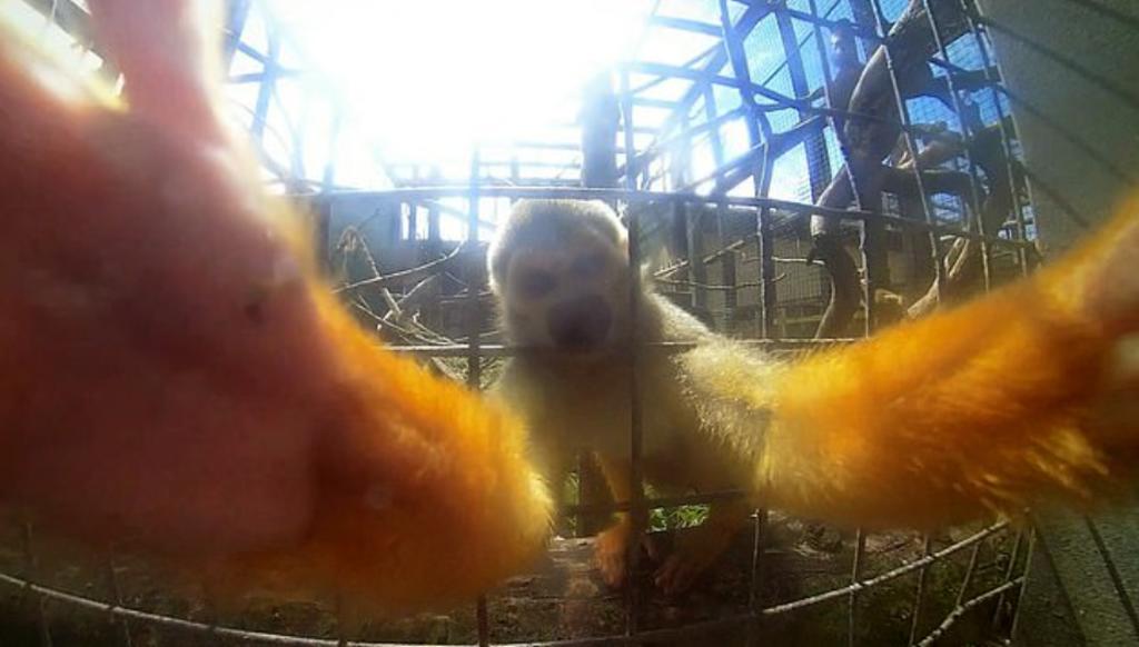Monos ardilla son grabados intentando robar la cámara de un visitante del zoológico
