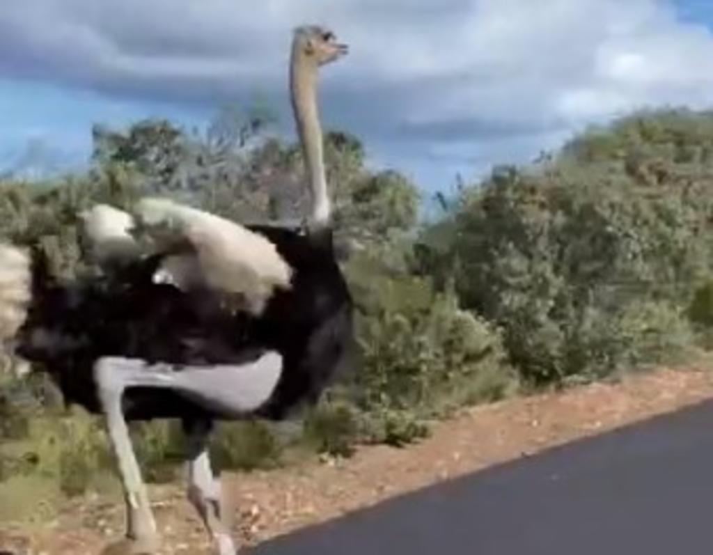 La 'épica' carrera entre avestruz y ciclistas en carretera