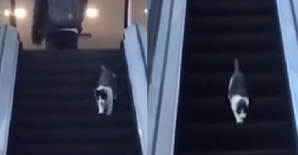 Gato baja una escalera mecánica en sentido contrario y se vuelve viral