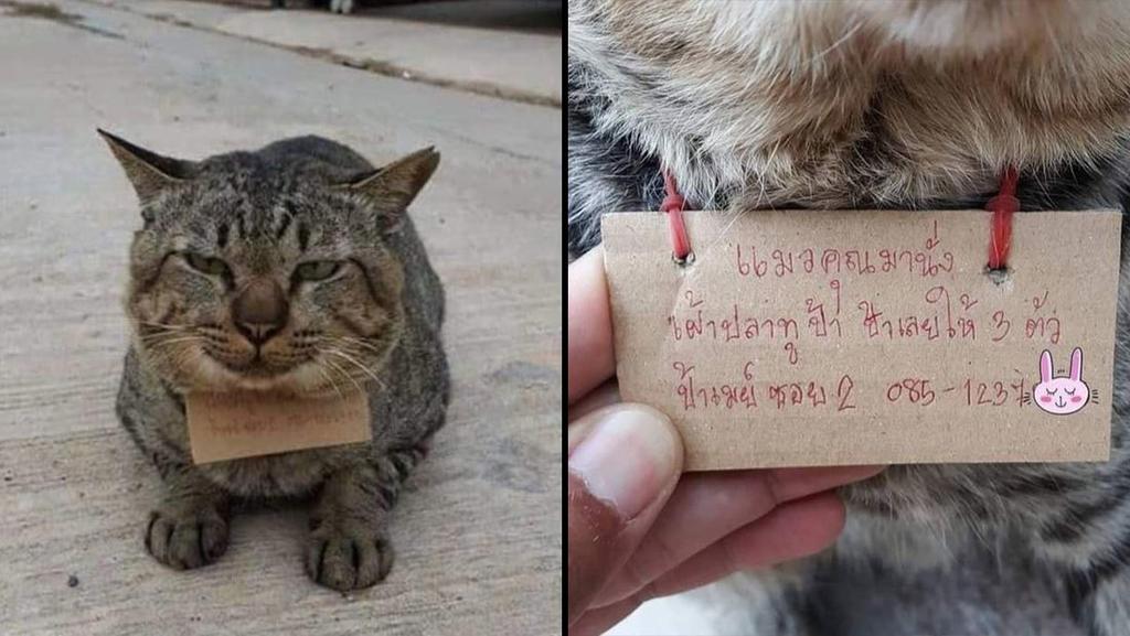Gato desaparece 3 días y regresa a casa ‘endeudado’ por comer pescado